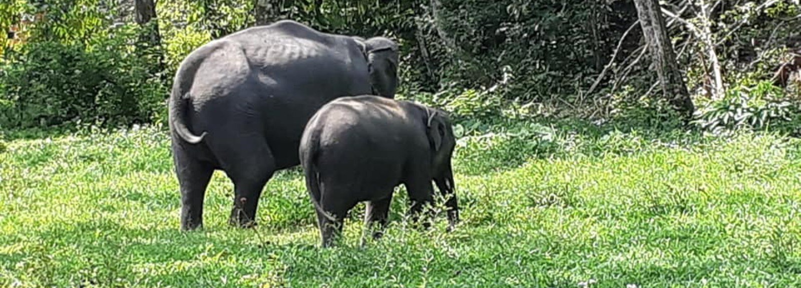 a-la-rencontre-des-elephants-de-sumatra