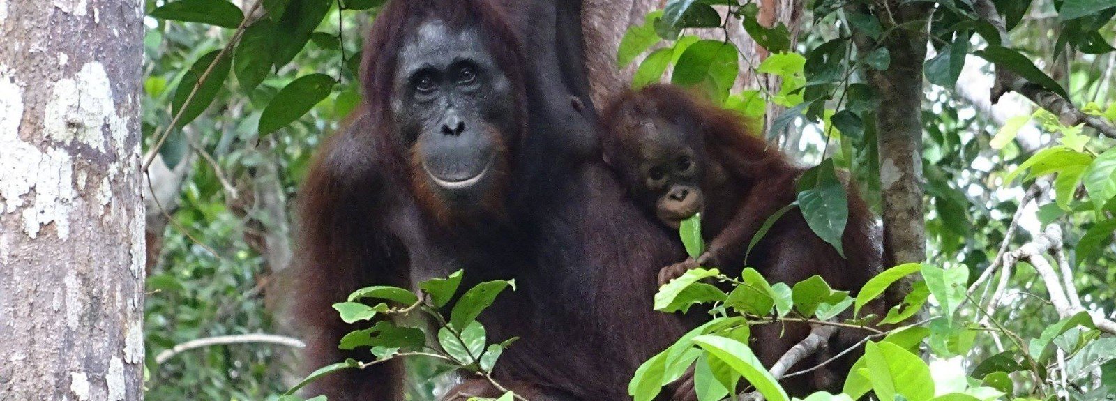 a-la-rencontre-des-orangs-outans-de-borneo