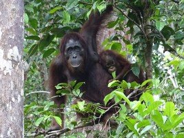 Borneo, Indonésie, rencontre des orangs outans de Borneo