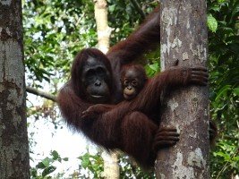 Croisière à Borneo, Indonésie, orang outan