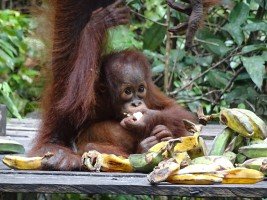 Borneo, Indonésie, orang outang de Borneo