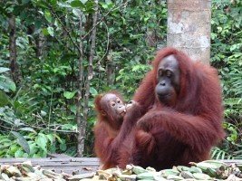 Borneo, Indonésie, orang outang de Borneo