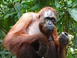Borneo, Indonésie, Croisière à la rencontre des orangs outan de Borneo