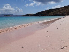 komodo, sable_rose, plage, indonésie