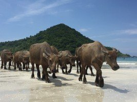 Lombok, Authentique, plage, tradition