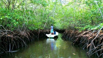 Bali, Nusa Lembongan, mangrove