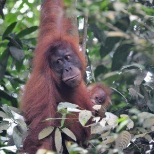 Sumatra, indonésie, orang_outan, éléphants, Lac_Toba, Pays_Minang, Minangkabau