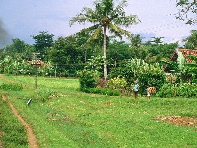 Circuit découverte de java, borneo et komodo.