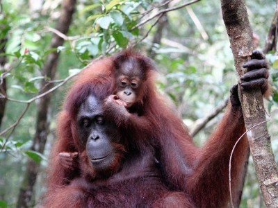 Circuit découverte de java, borneo et komodo.