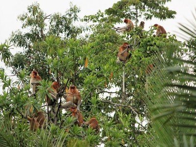 Circuit découverte de java, borneo et komodo.