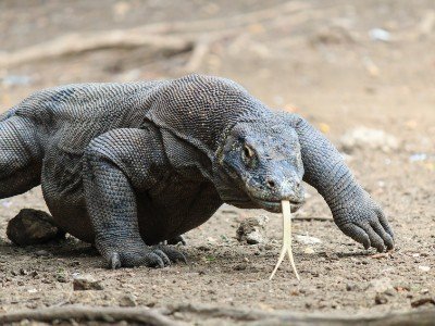 Circuit découverte de java, borneo et komodo.