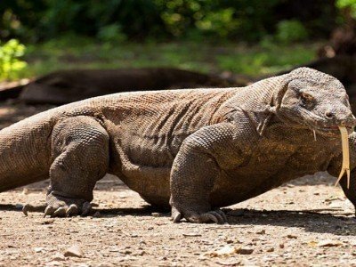 Circuit bali : découverte ile flores & komodo
