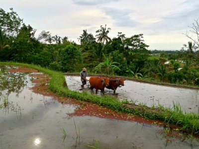 Votre voyage de noce bali