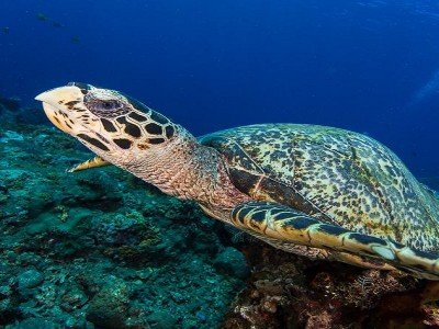 Votre voyage de noce bali