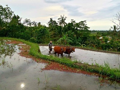 Circuit découverte des mystères de l'ouest de bali.