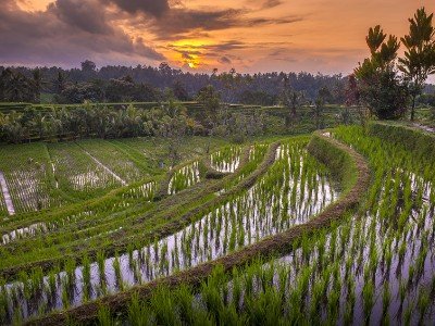 Circuit découverte de bali en famille