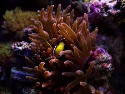 Croisière à komodo - plongée ou snorkeling et découverte