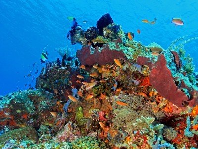 Croisière à komodo - plongée ou snorkeling et découverte