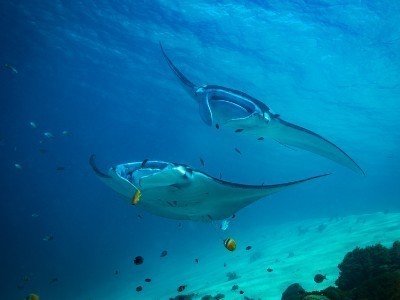 Croisière à komodo - plongée ou snorkeling et découverte